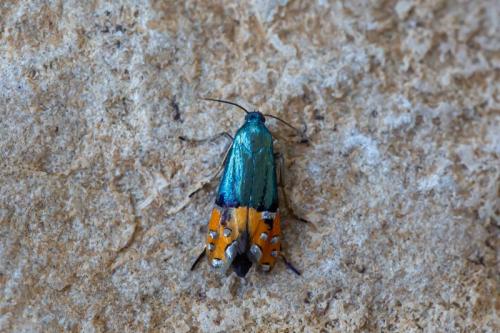 Réf. 288 064 : Lepidotarphius perornatella